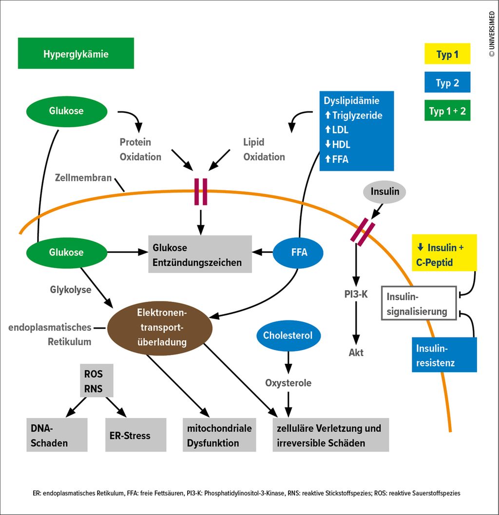 Therapie Der Diabetischen Polyneuropathie Diabetologie